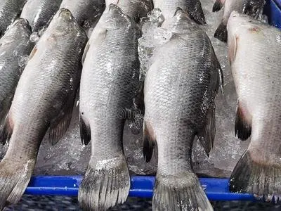 sea bass1 (3)