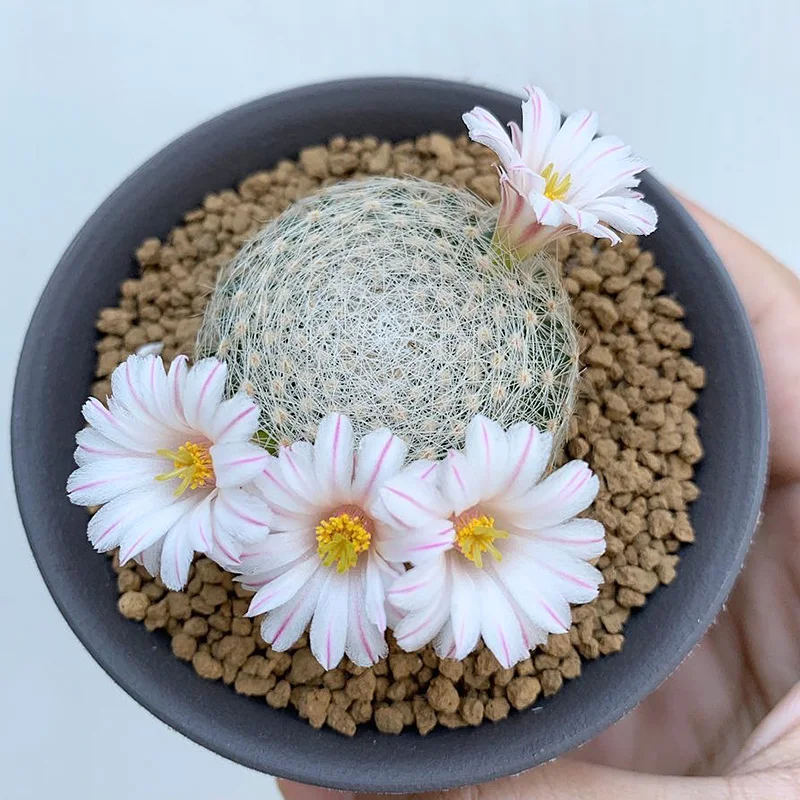 
Mammillaria lenta Hot sell Succulent Plants Nursery Household Home Decorate Real 