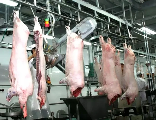 Pig carcass cutting saw in pig slaughterhouse