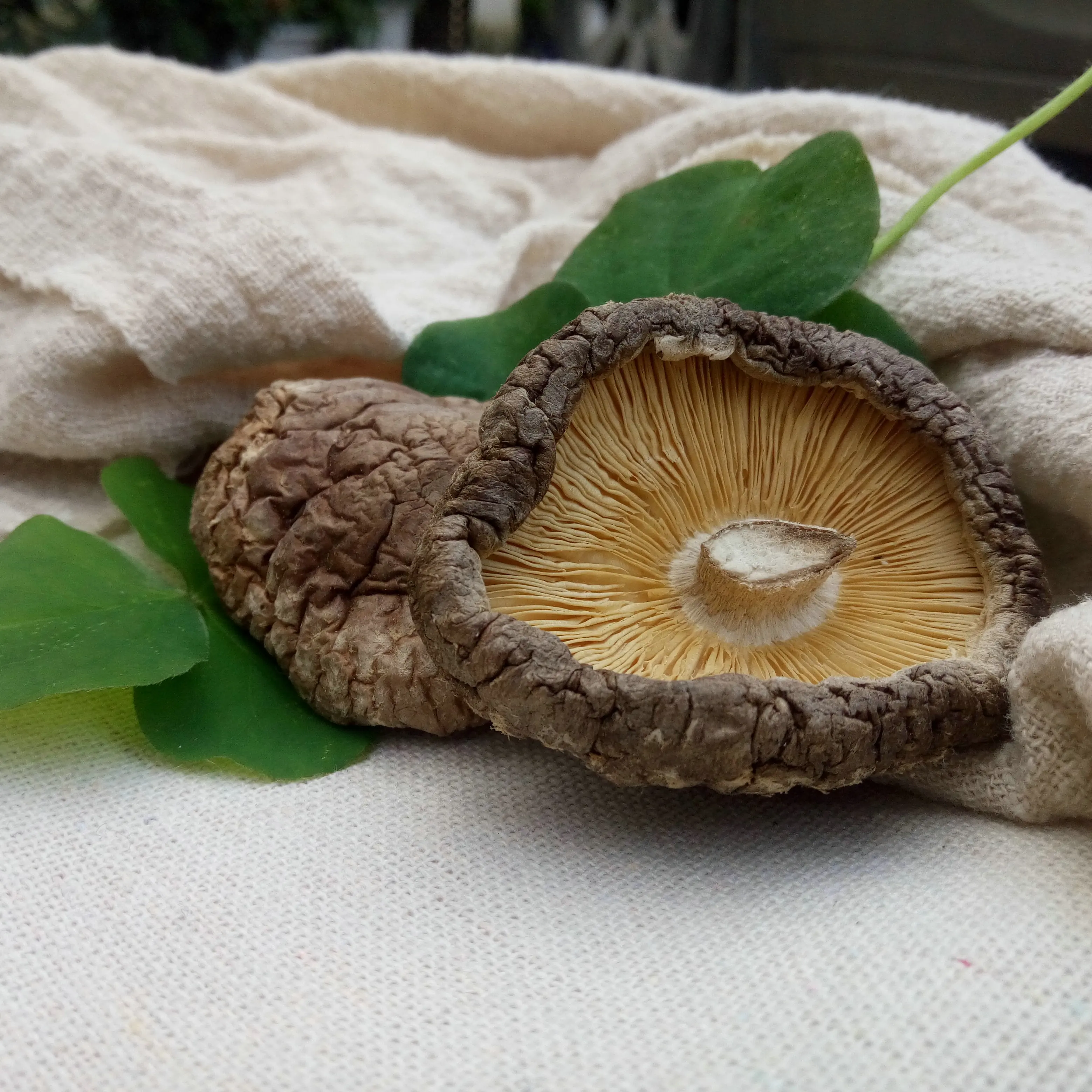 Selected Dried Shiitake Natural Shiitake Log Growth Healthy Dried
