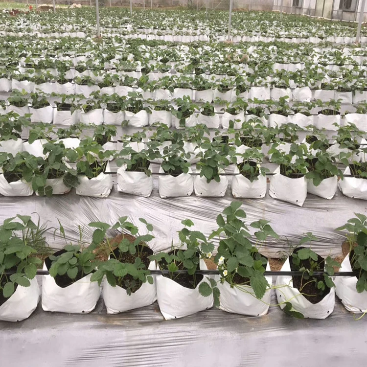 水耕栽培プラスチックpeポリグローバッグ底穴植木鉢野菜保育園バッグホームガーデンアクセサリー Buy Pe 成長バッグ 成長バッグ下の穴 水耕プラスチック成長バッグ Product On Alibaba Com 水耕栽培プラスチックpeポリグローバッグ底穴植木鉢野菜保育園バッグホームガーデンアクセサリー Buy Pe 成長バッグ 成長バッグ下の穴 水耕プラスチック成長バッグ Product On Alibaba Com