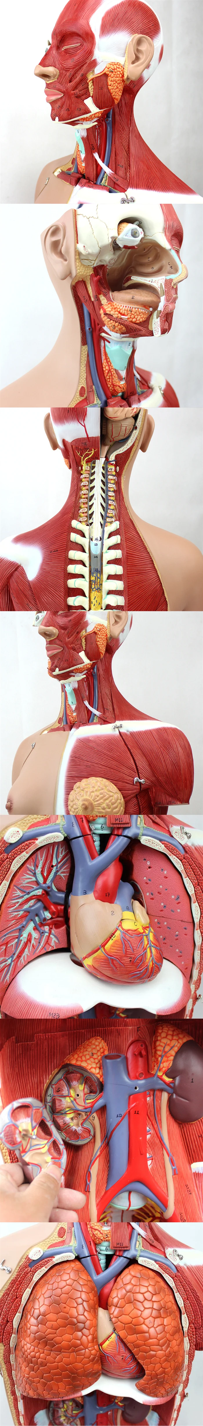 Human Body Torso Anatomical Modelhuman Torso Model Buy Human Torso