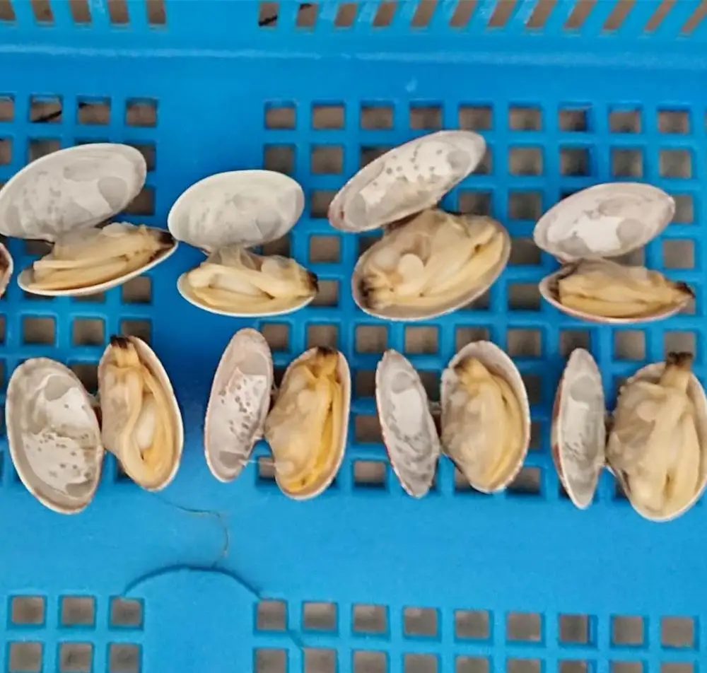 
Frozen short necked baby clam 