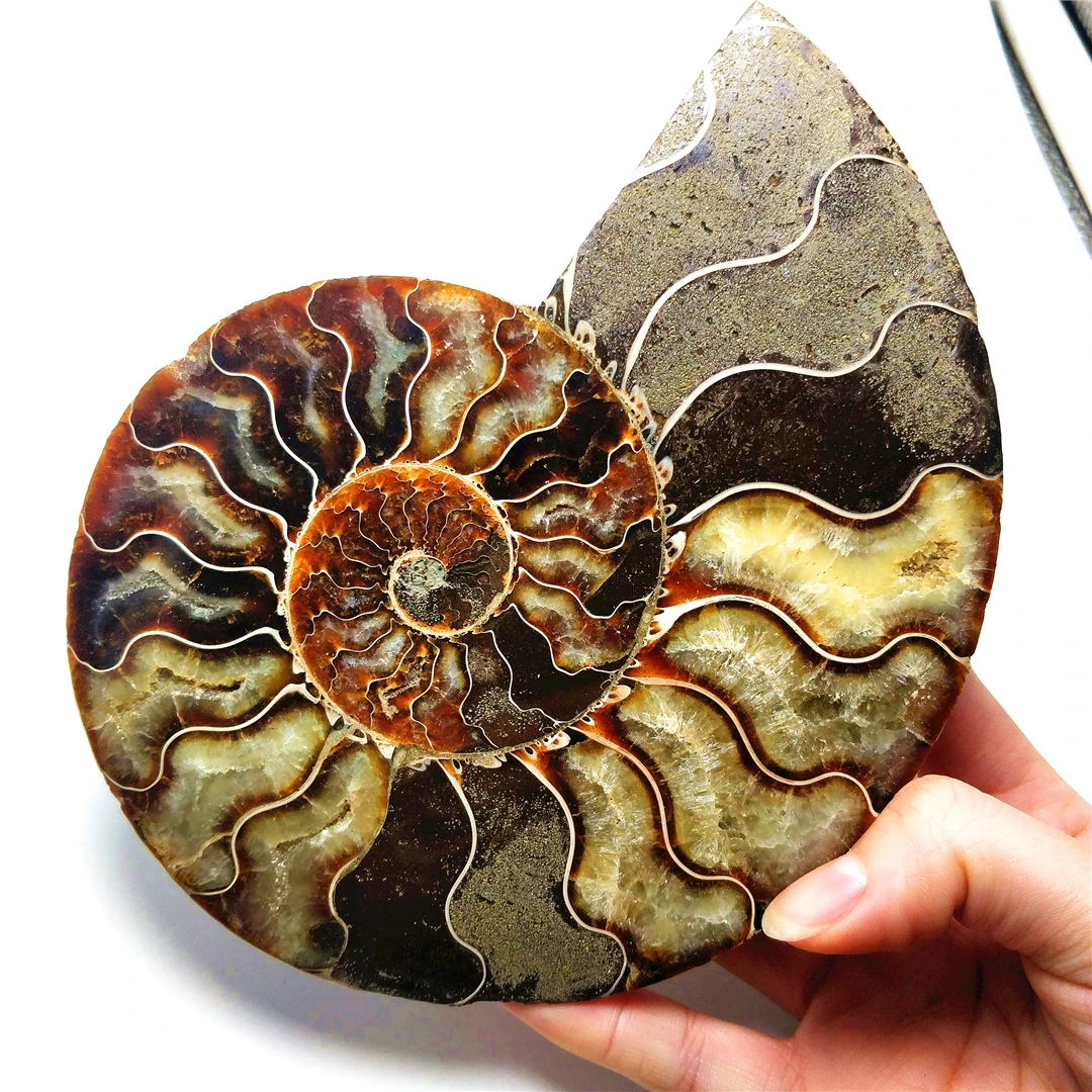 奇妙的天然宝石玉氨石化石切片马达加斯加贝壳海螺海螺化石治疗礼物