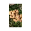 Hot sale chinese mature organic ginger