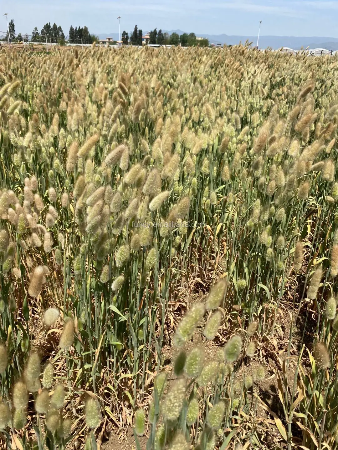 Factory Supply 2021 Trendiest Natrual Plant Dried Uraria Picta Lagurus