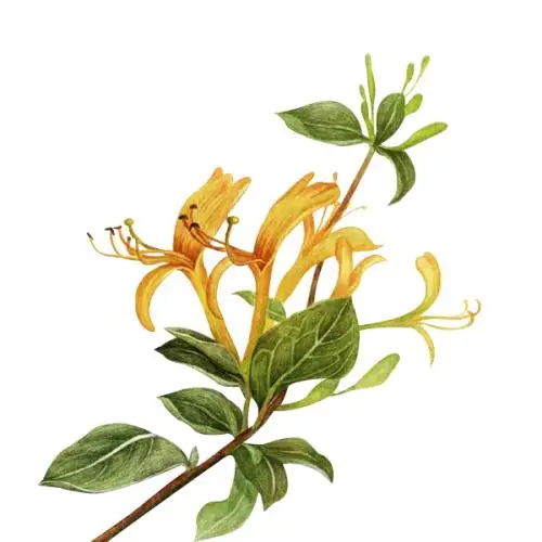 honeysuckle 
