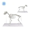 Dog skeleton anatomy acupuncture medical free 3d animal model life size animal model anatomical models