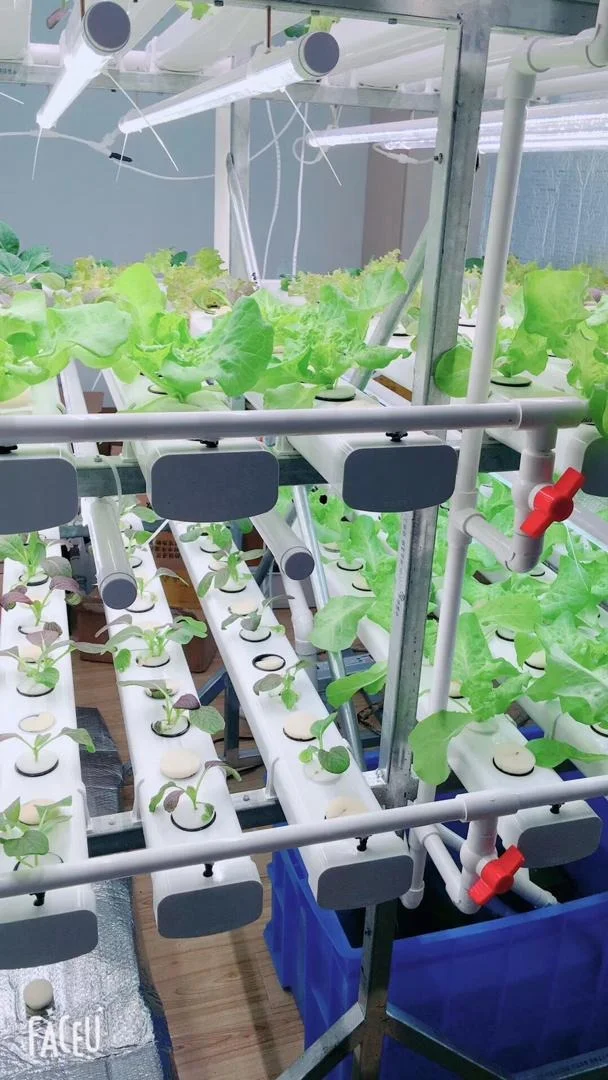 Nft Hydroponic Home Hydroponic Pvc Pipe System Hydroponics Grow Kit Buy Nft Hydroponic Home