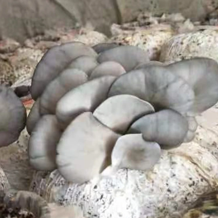 
Best Seller Oyster Mushroom Spawn Seeds Log 
