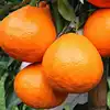 Frozen Fresh Juicy Sweet Navel Orange /Japanese hybrid orange