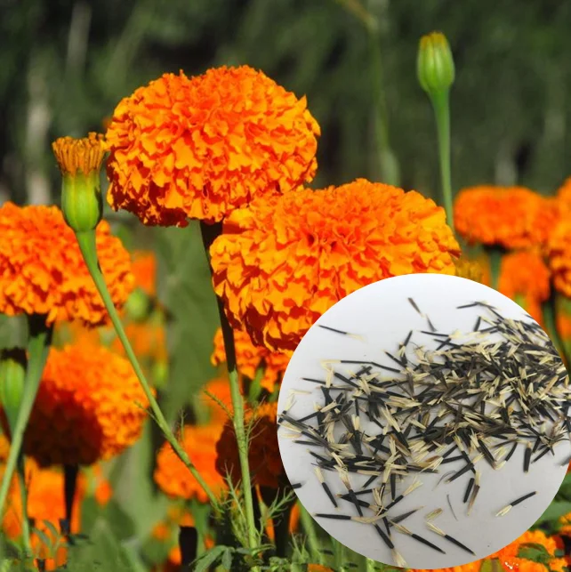 
Free Shipping Flower Seeds Hybrid F1 Marigold Seeds High Germination Orange Tagetes erecta Seeds For Pigment Extract Planting 