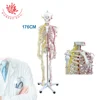 Nerves and blood vessel skeleton of human model