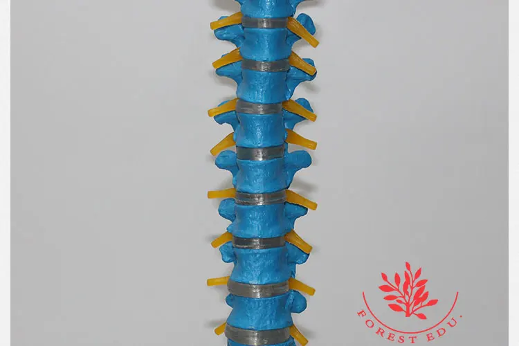 12 spine model