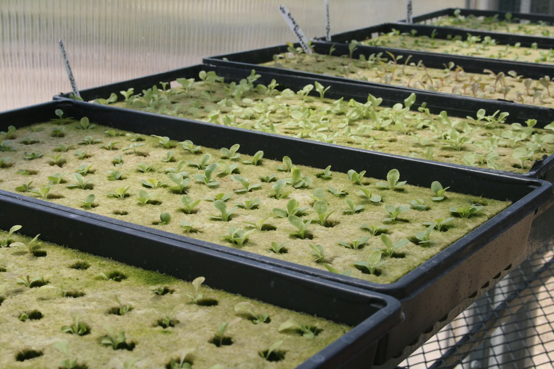 Проращивание семян укропа для гидропоники марихуана ракета