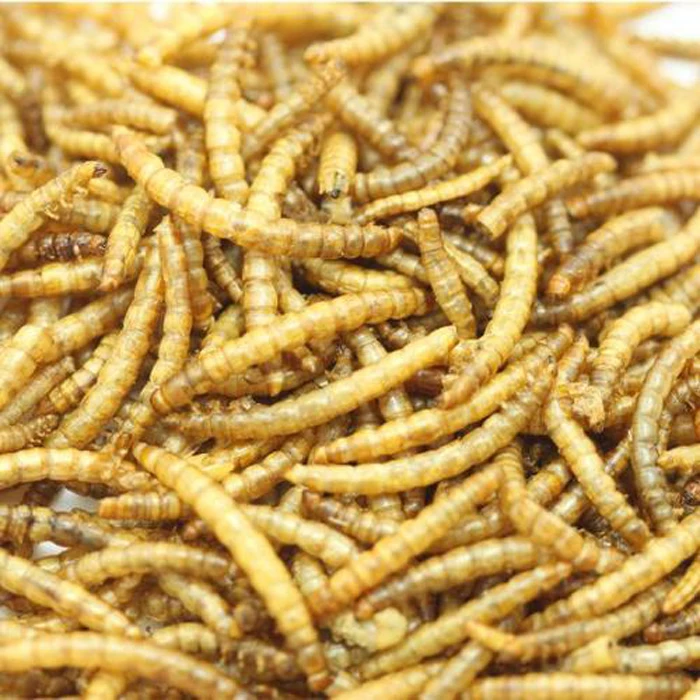 Factory Directly Supply Dried Mealworms Buy Dried Mealworm,Dried