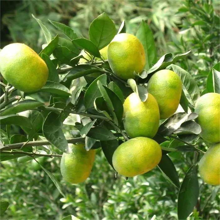 Wholesale Chinese High Grade Fresh Mandarin Orange Buy Mandarin