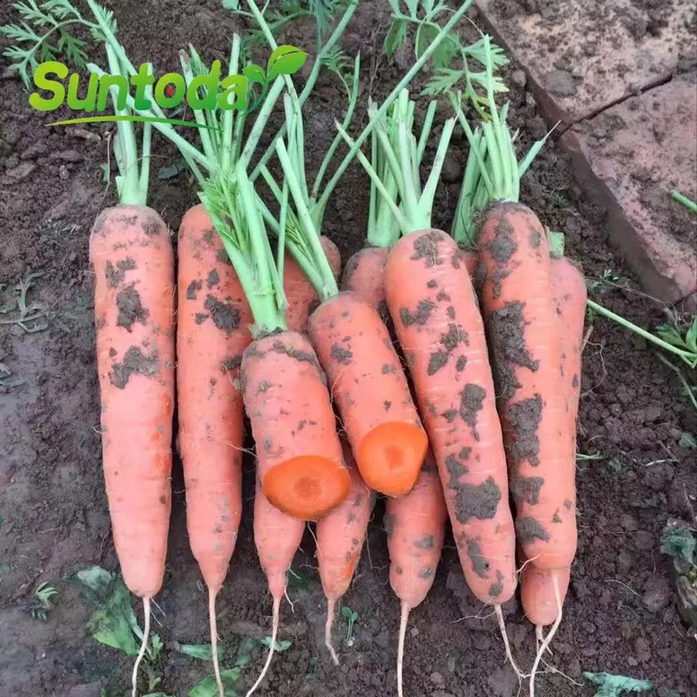 suntoday vegetable hybrid red quality carrot seed for sale
