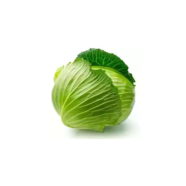 
Best seller fresh farm pure natural and pollution-free green cabbage 