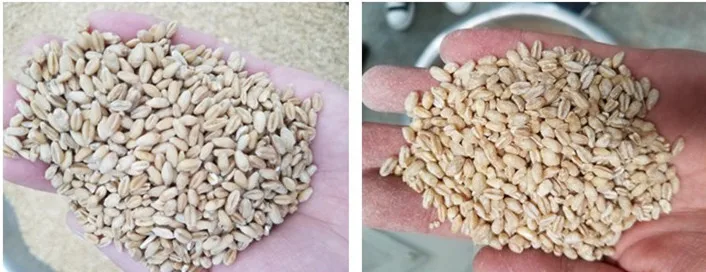 wheat peeling machine 
