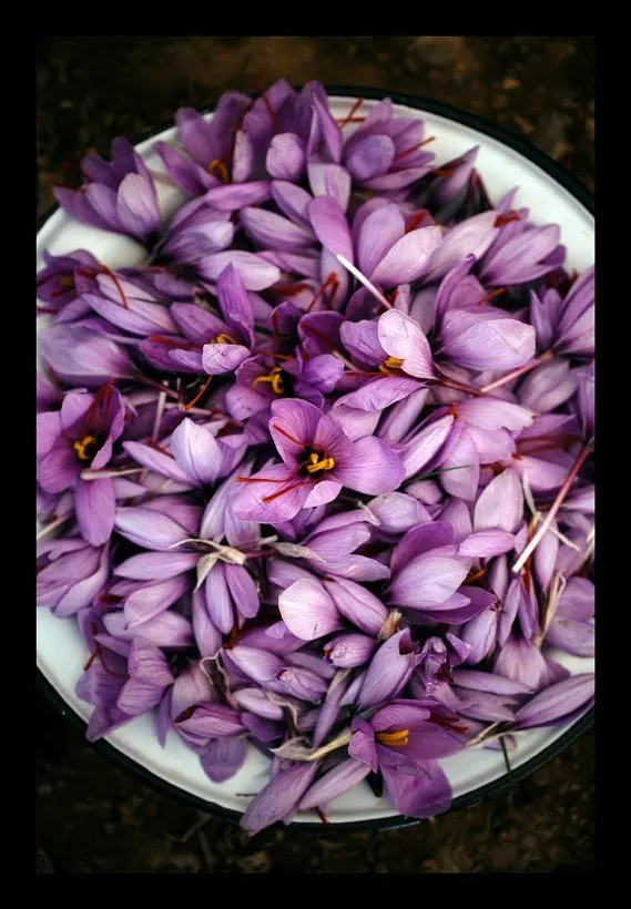 100 Pure And Fresh Only One Ingredient Saffron Natural Mill Spice Extract Spice Saffron