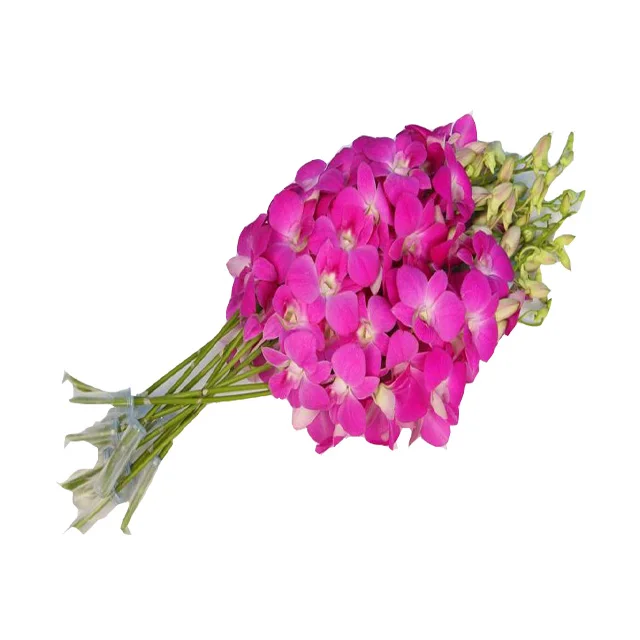 卸売タイオーキッドカットフラワー クイーンピンク ベストプライスお試しください Buy 蘭 蘭の花 蘭カット花 Product On Alibaba Com