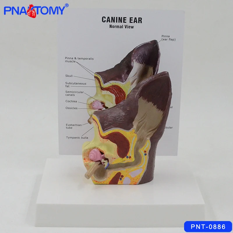Pnt-0886 Canine Ear Model Dog Ear Animal Anatomy Model - Buy Dog Ear