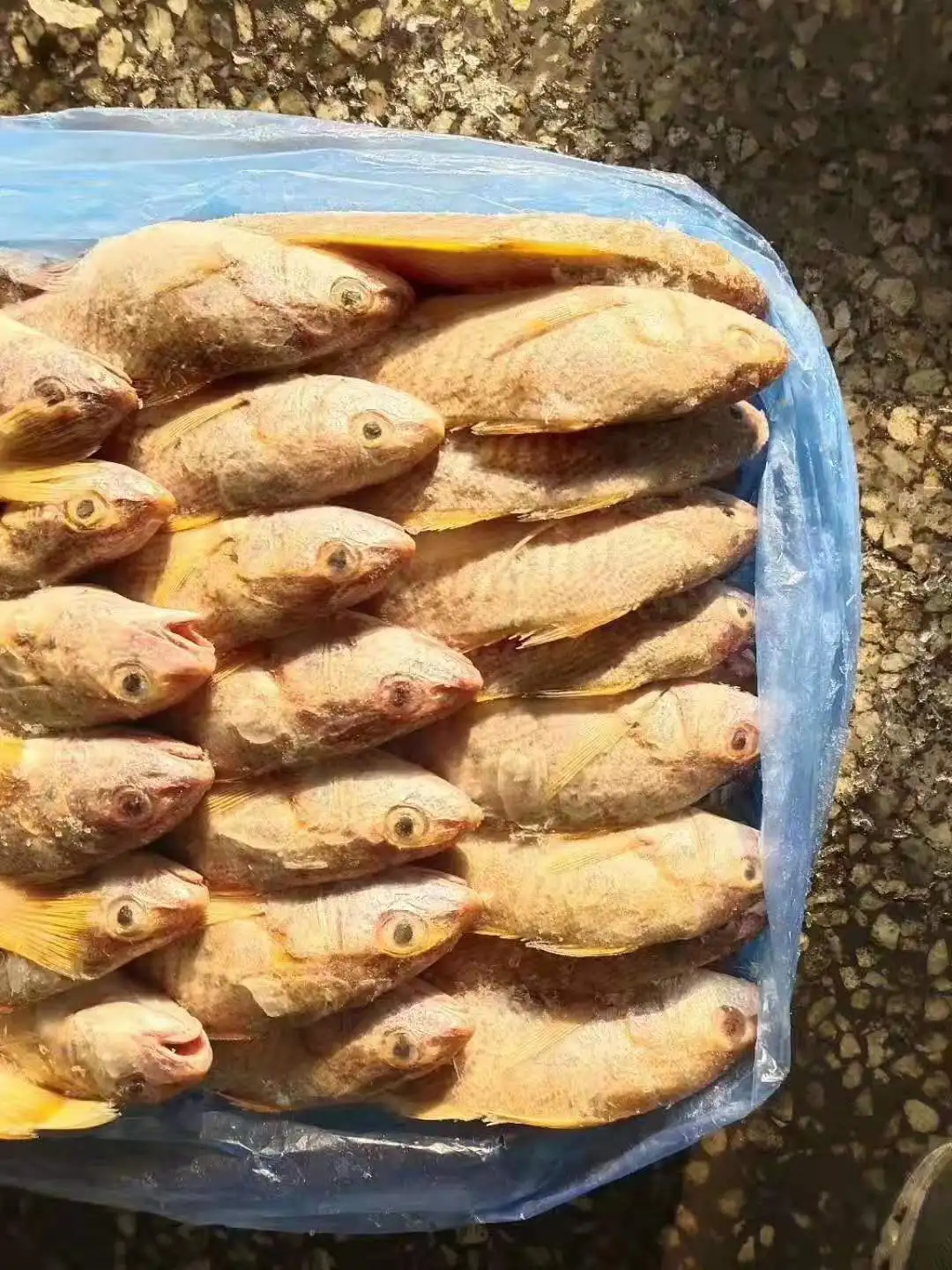 frozen yellow croaker  2.jpg