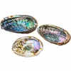 Raw New Zealand Rainbow Colourful Abalone Shells Best Price for sales !!