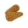 High Quality Dried Yellow Maize with Best Price
