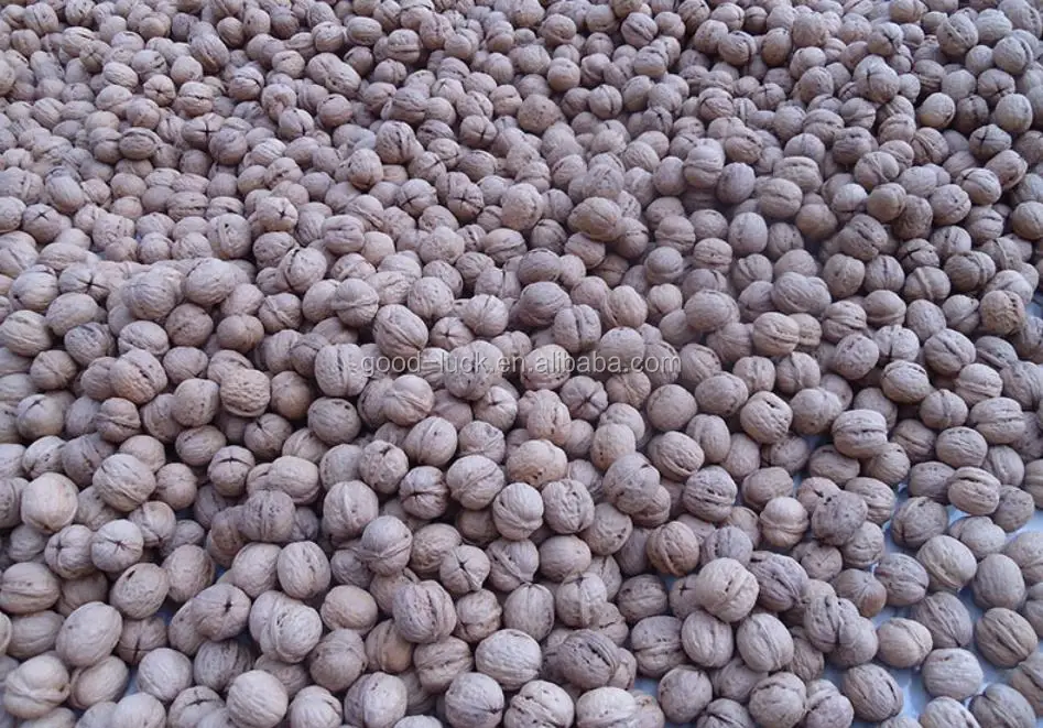 Wholesale Yunnan Walnut In Shell,Good Quality - Buy Wholesale Walnut ...