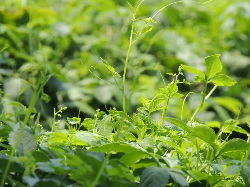 herbal plant supplement jiaogulan gynostemma pentaphy