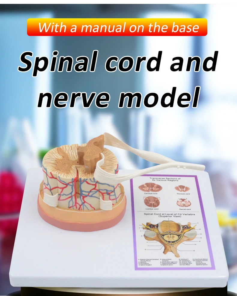 Ampliada Humanos Nervio Modelo La Médula Espinal Del Sistema Nervioso  Pnt-0620b - Buy Modelo Del Sistema Circulatorio,Modelo Anatómico,Modelo De  Los Nervios De La Columna Vertebral Product on 