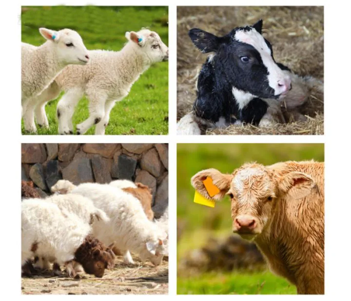 电动dehorner 自动无血牛角切角机山羊切角机小牛小羊 dehorner 去角