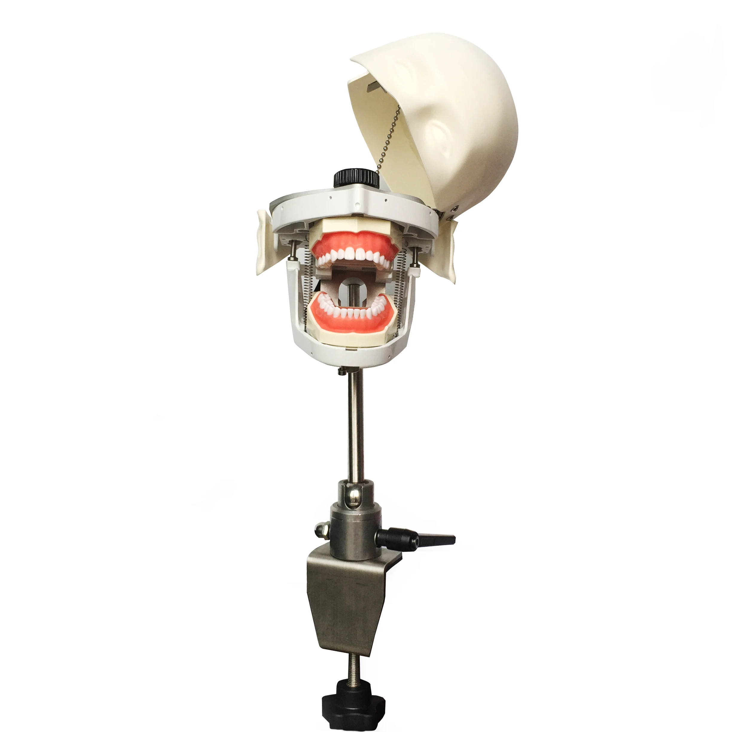 Dental Teeth Manikins Phantom Head Models For Dental Teaching Practice