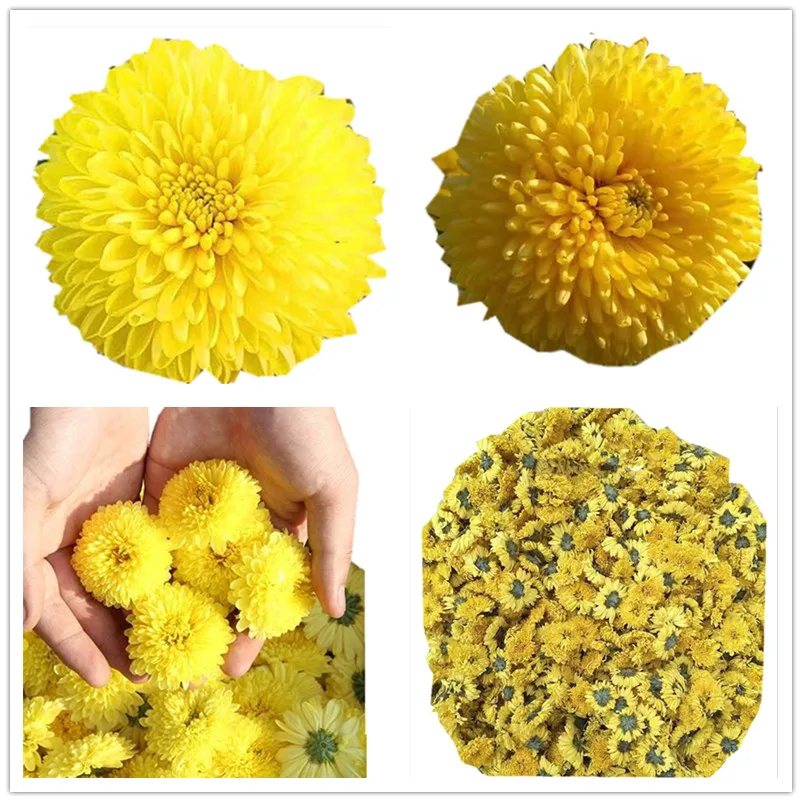 Wholesale Dried Yellow Chrysanthemum Flower Tea 100% Natural Organic Tea - 4uTea | 4uTea.com