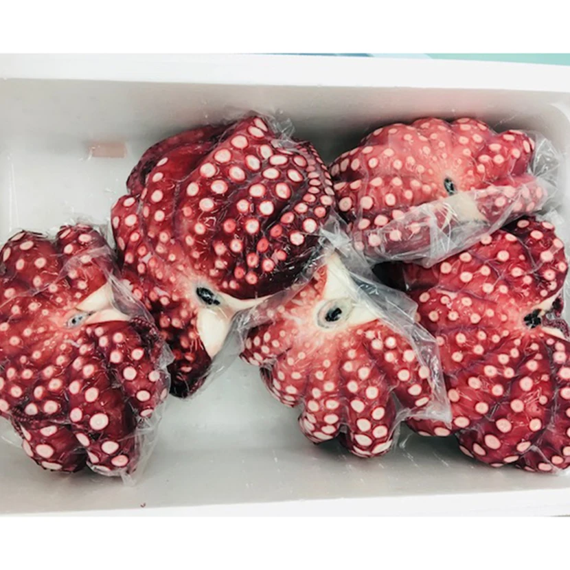 
Original taste umami fresh frozen food octopus live made in Japan 