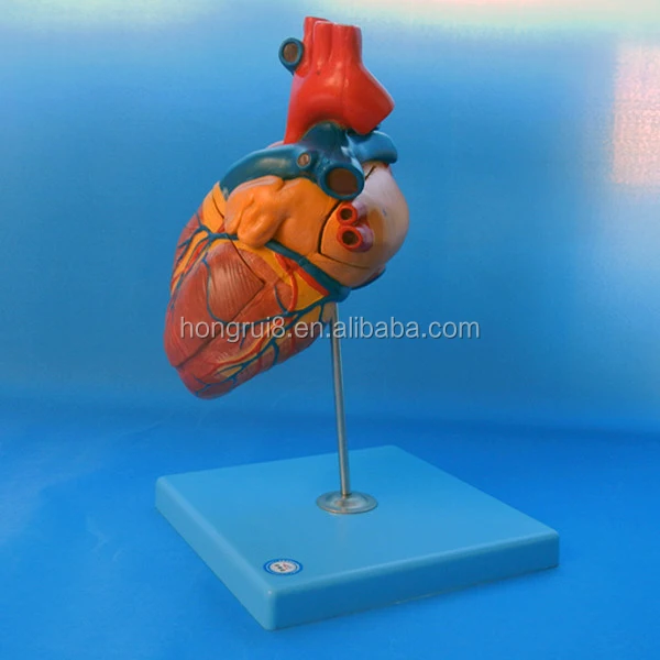 A16007 heart (1).jpg