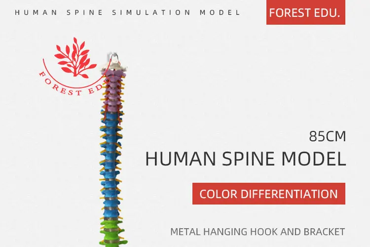 1 spine model