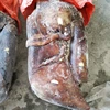 Hot selling trading wholesale whole squid frozen squid price for sale