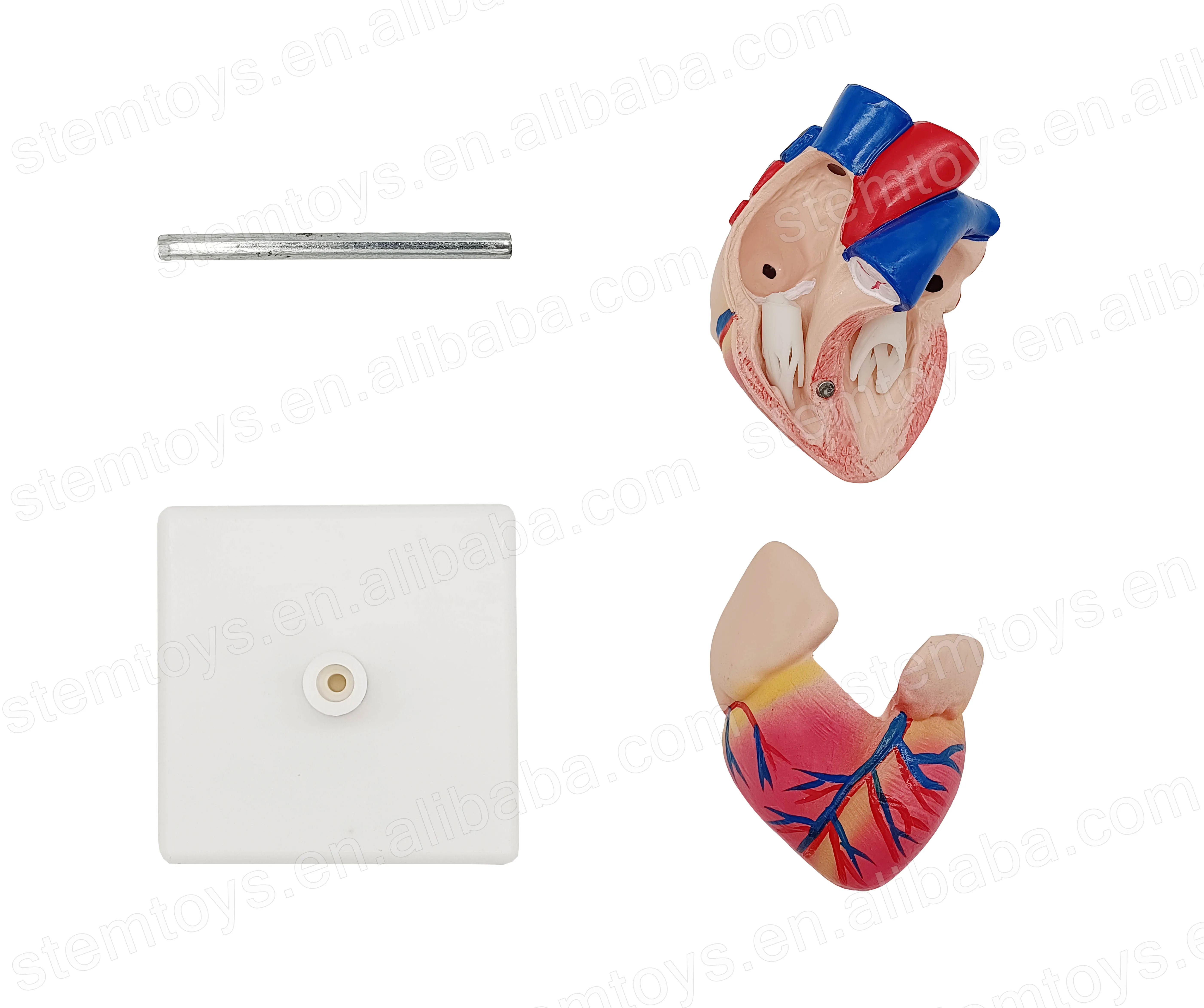 Life Size Dismountable Human Heart Model for STEM Education Kids ...