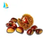 Best quality iqf frozen fresh chestnut wholesale chestnut