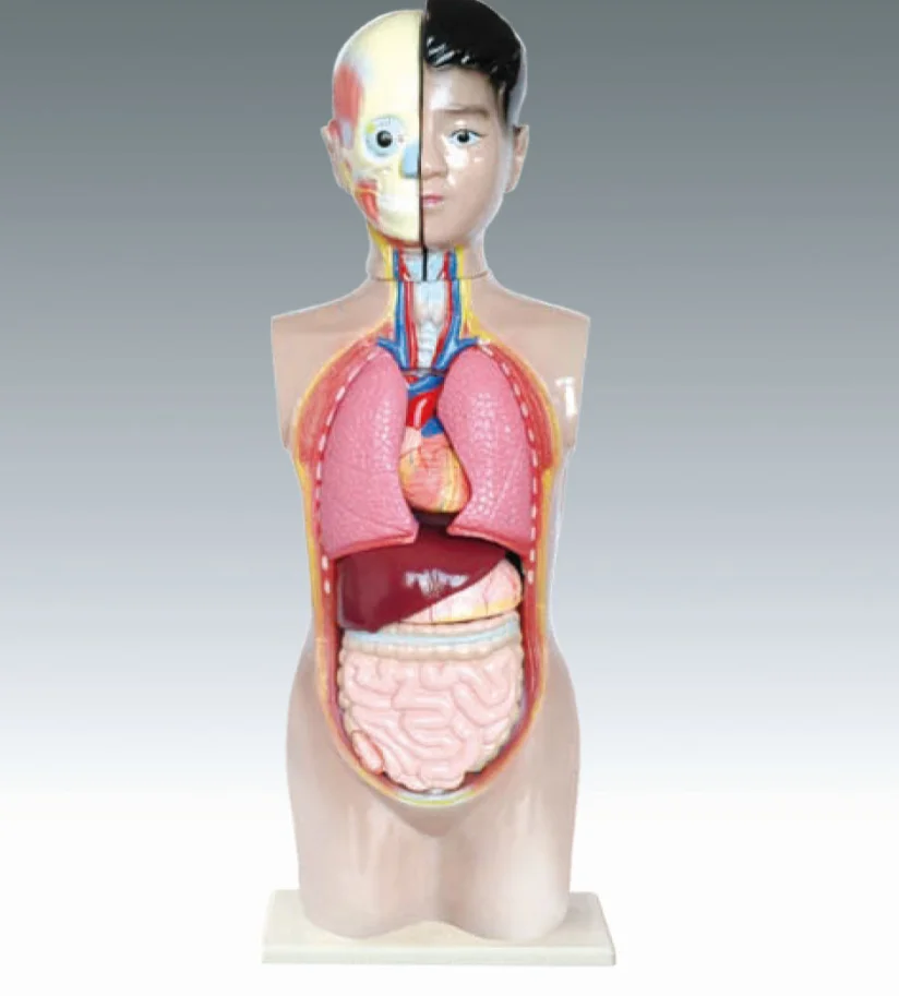 Half Body Model Science Human Teenagers Half Body Torso Model - 70cm Anatomical