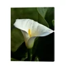 Calla Lily Flower Pictures Modern Home Decoration Prints Fabric Art