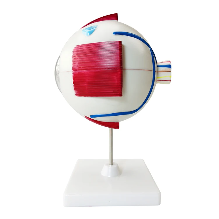 Human Eye Model Medical Science Education Anatomical Eye Model 6x Buy