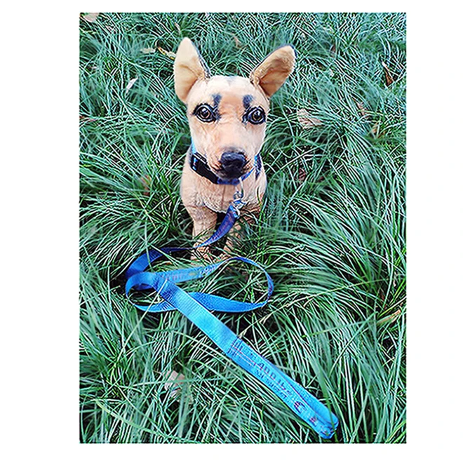

High Quality Dog Collar,5 Pieces, 8 colors