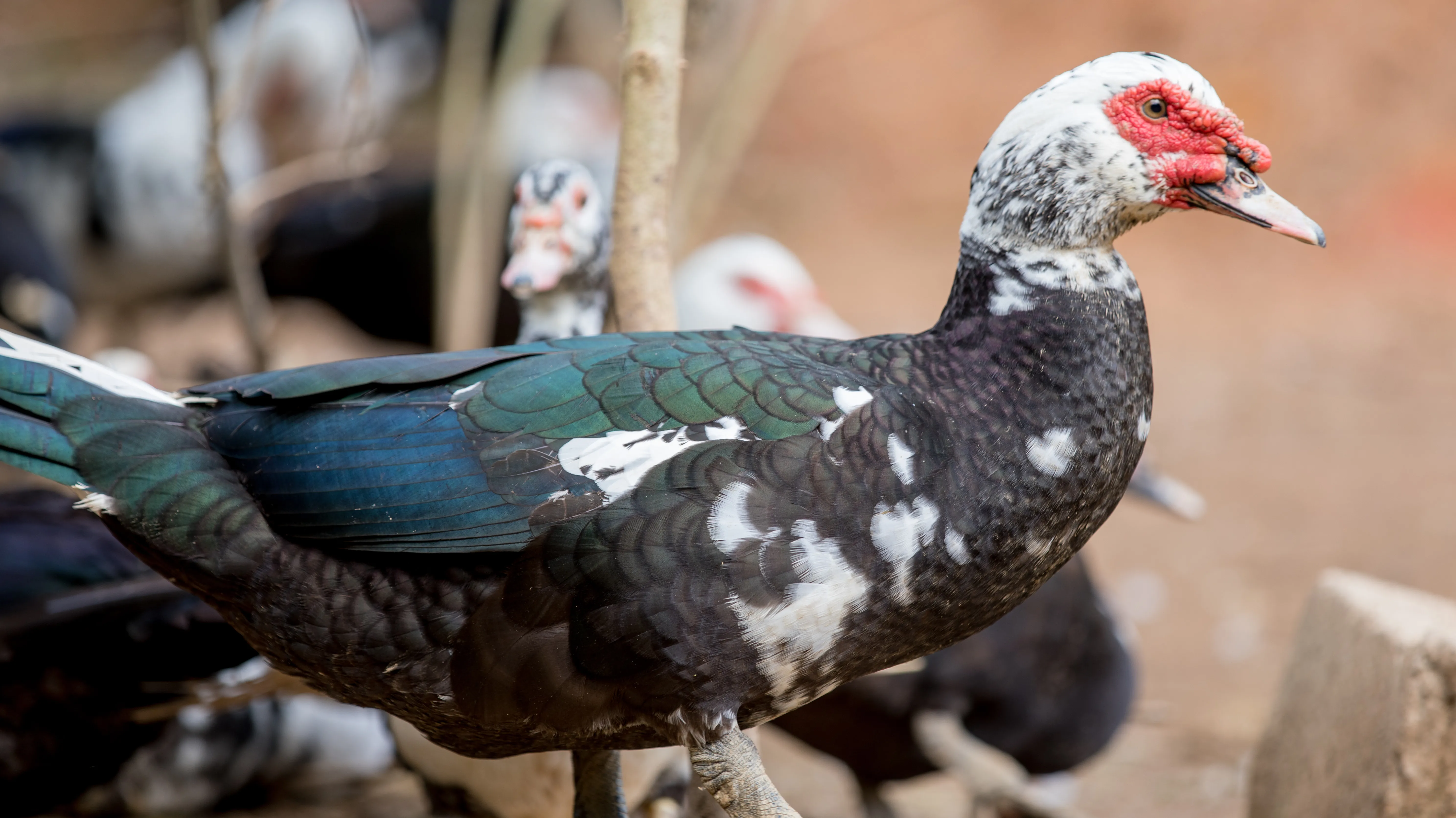 批发95% 洗大灰色 muscovy 女人羽绒被鸭和羽绒排序