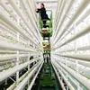 Farming Mobile Self-propelled Scissor Lift Table Aerial Work Platform for Greenhouse