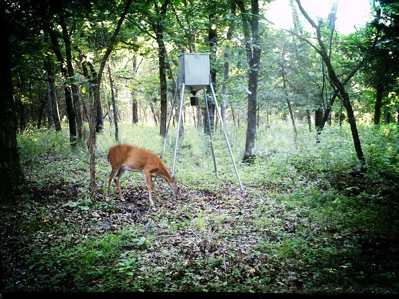 225 Lbs 450 Lbs Steel Gravity Quick Connection Varmint Cage Game Feeder
