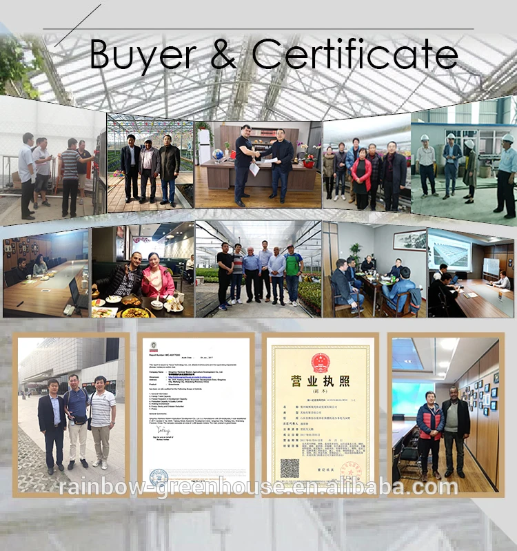 China greenhouse factory.jpg